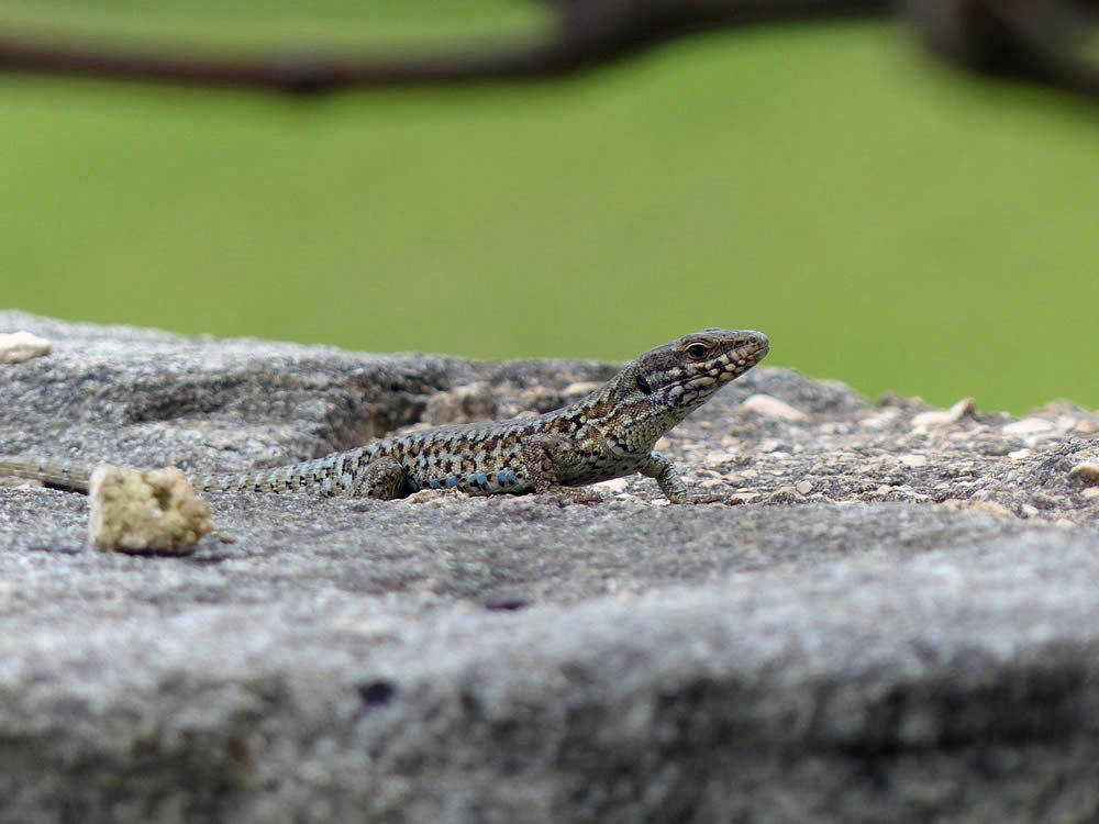 Nature - Lizard | Yvanne Teo