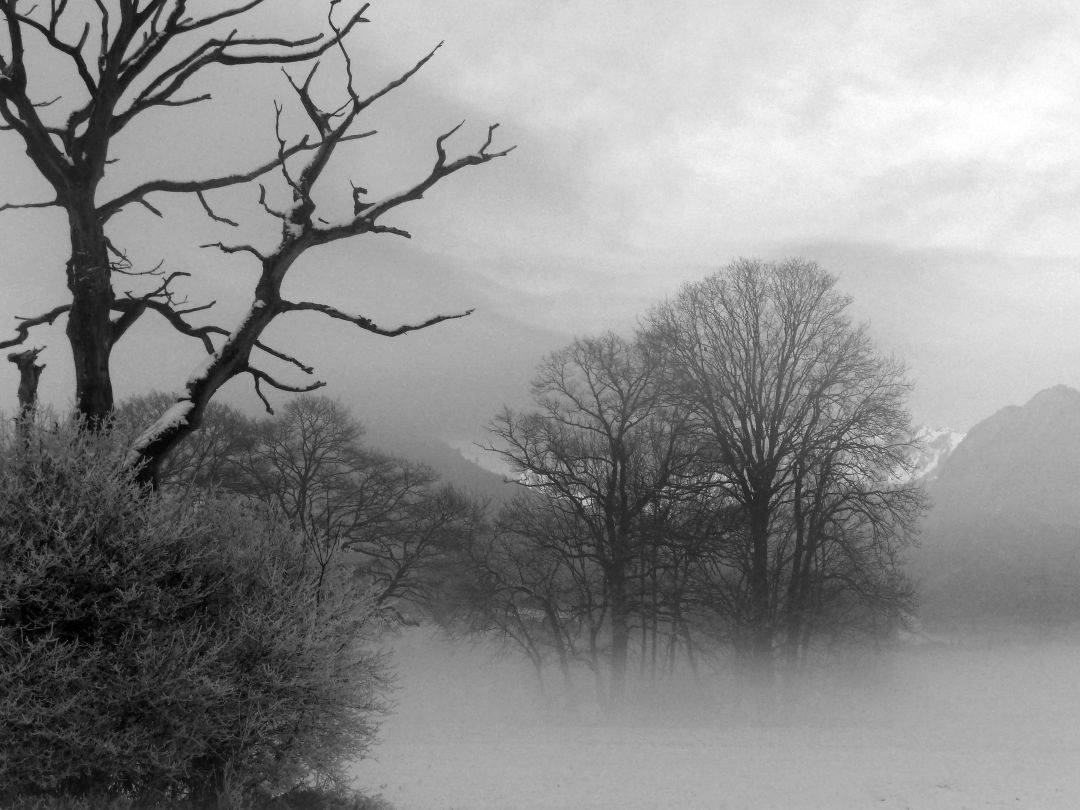 Trees in freezing mist | Yvanne Teo