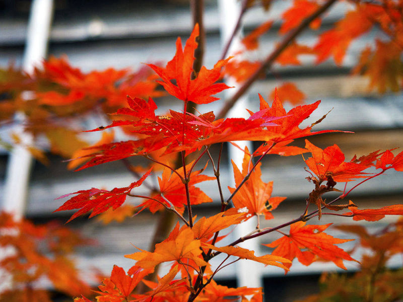 Autumn Leaves | Yvanne Teo